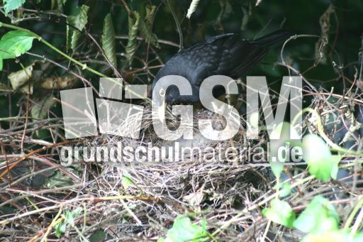 Amsel-3-Tag-8.jpg